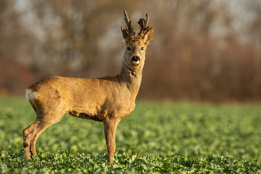 Roe deer stag at sunset with winter fur. Roebuck on a field with blurred background. Wild animal in nature.
