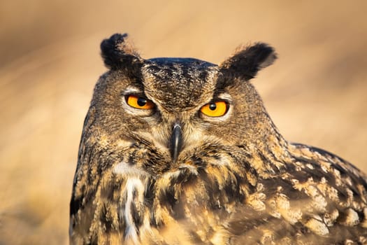 Close-up of large wild owl looking into camera with intense orange eyes. Detailed portrait of a european eagle-owl, bubo bubo, observing in nature at sunrise.