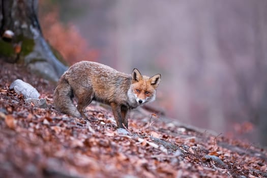 Alert red fox, vulpes vulpes, standing in the woodland and facing camera. Forest predator with fluffy coat on the hunt. Solitary animal trying to survive. Sad fox in the autumnal atmosphere.