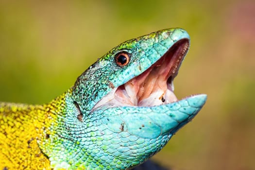 Male of european green lizard with bluish throat opening mouth and hunting in nature. Close-up of head and eyes of small lizard on a sunny summer day in natural habitat.
