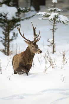 Massive red deer, cervus elaphus, walking with struggles in the wintry forest. Hungry animal alone in the nature. Adult stag looking for food in winter. Concept of survival and endurance.
