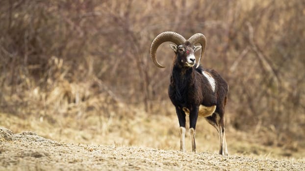 Injured male mouflon, ovis musimon, with blood on head in wilderness in autumn. Ram with bent horns looking aside in natural environment with copy space.
