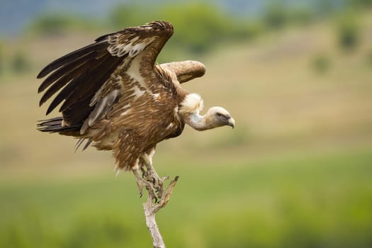 Fierce eurasian griffon, gyps fulvus, taking off from a dry tree in summer nature with copy space. Wild scavenger bird with brown plumage and white bill spreading wings.