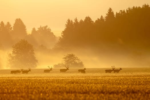 Red deer, cervus elaphus, herd with stags on a field at sunrise in spring. Wild animals walking through mist with sun rays shining and creating orange colors.