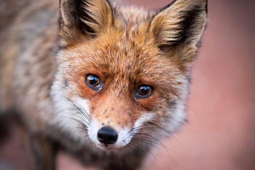Cute red fox, vulpes vulpes, with sad eyes hunting in the forest. Wild fluffy animal maintaining eye contact with the photographer. Detail of innocent creature in the woods.