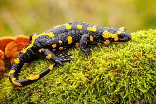 Adult fire salamander, salamandra salamandra, lying on green moss and fungi in Slovak nature. Vivid green wildlife scenery with a amphibian creature resting.