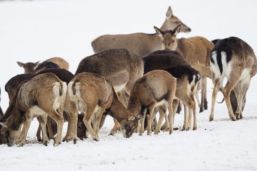 A large herd of European red deer, fallow deer and European mouflon on the feeding platform in winter.