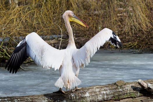 Great White Pelican, Pelecanus onocrotalus, with open wings basking in the winter sun.