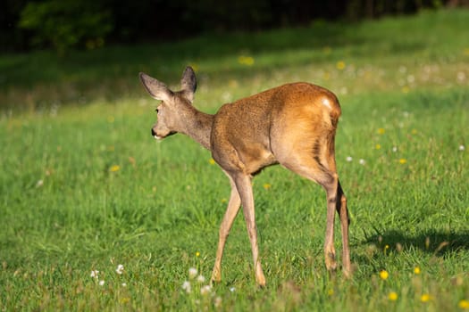 Roe deer in forest, Capreolus capreolus. Wild roe deer in nature.