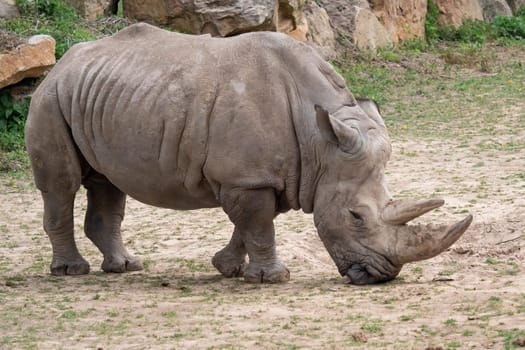 Southern white rhinoceros (Ceratotherium simum simum). Critically endangered animal species.