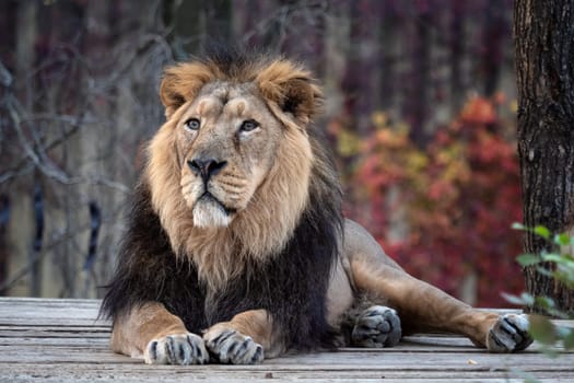 Asiatic lion (Panthera leo persica). A critically endangered species.