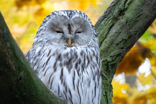 Ural Owl, Strix uralensis. Nocturnal owl sitting on tree branch in autumn forest.