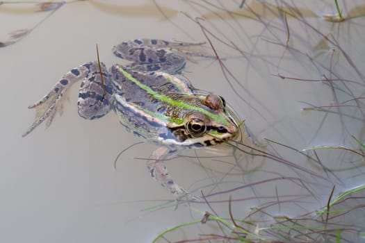 Marsh frog (Pelophylax ridibundus) in a pond. Green frog with a head over water.
