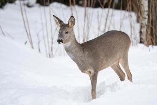 Wild roe deer in the snow. Capreolus capreolus.