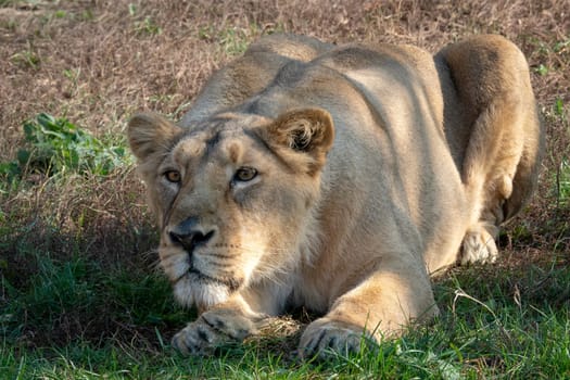 Asiatic lioness (Panthera leo persica). A critically endangered species.