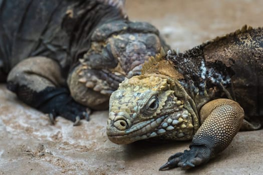 The Cuban rock iguana, Cyclura nubila. Cuban iguana lying on the rock.