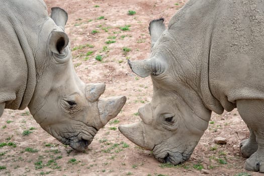 Southern white rhinoceros (Ceratotherium simum simum). Critically endangered animal species.