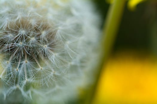 Dandelion in closeup - blossum in  spring