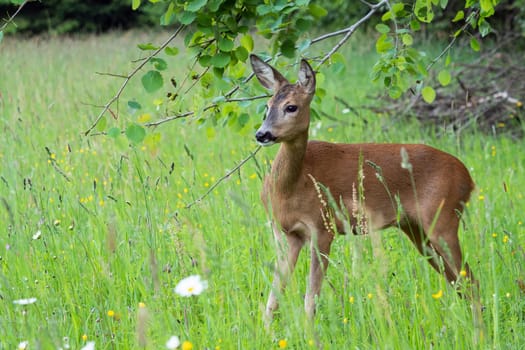 Roe deer in grass, Capreolus capreolus. Wild roe deer in nature.