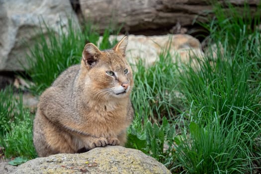 Portrait of a beautiful cat. Felis chaus on stones in the nature.