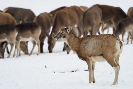 Female European mouflon (Ovis orientalis musimon) standing in winter time on snow.