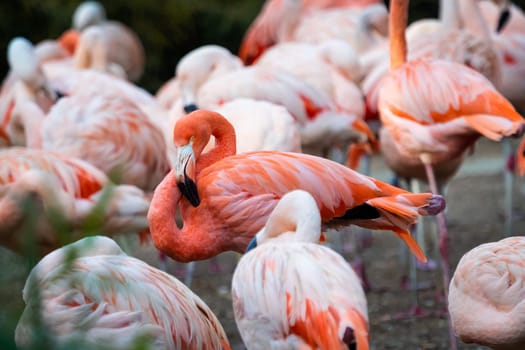 Group of Chilean Flamingos (Phoenicopterus chilensis)