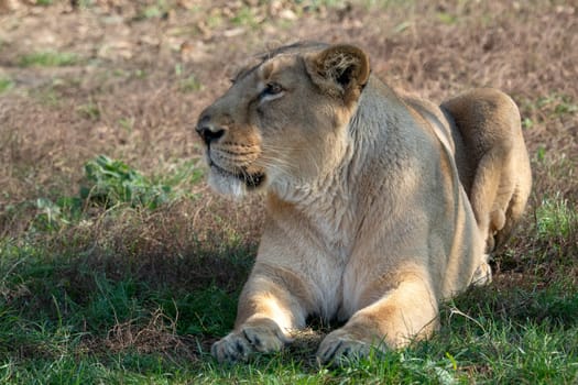 Asiatic lioness (Panthera leo persica). A critically endangered species.