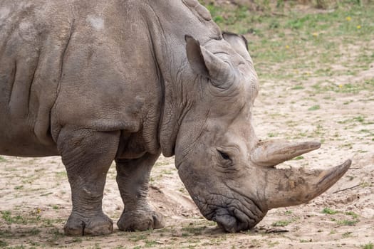 Southern white rhinoceros (Ceratotherium simum simum). Critically endangered animal species.