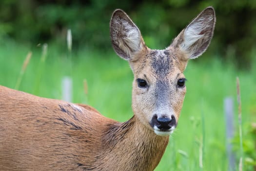 Roe deer in grass, Capreolus capreolus. Wild roe deer in nature.