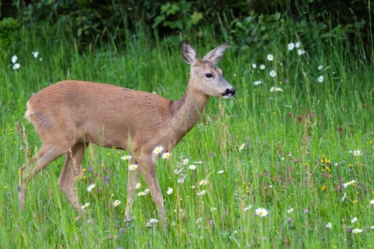 Roe deer in forest, Capreolus capreolus. Wild roe deer in nature.