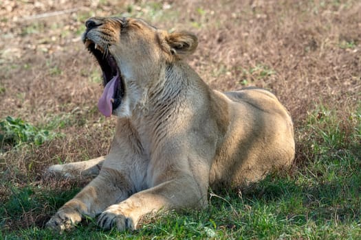 Asiatic lioness (Panthera leo persica). A critically endangered species.