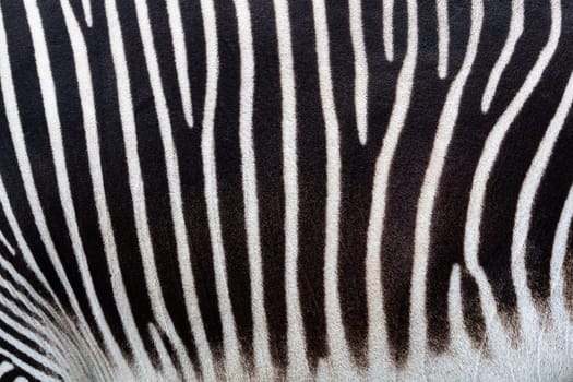 Detail of a black and white stripes on a zebra skin
