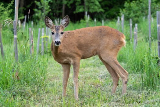 Roe deer in forest, Capreolus capreolus. Wild roe deer in nature.