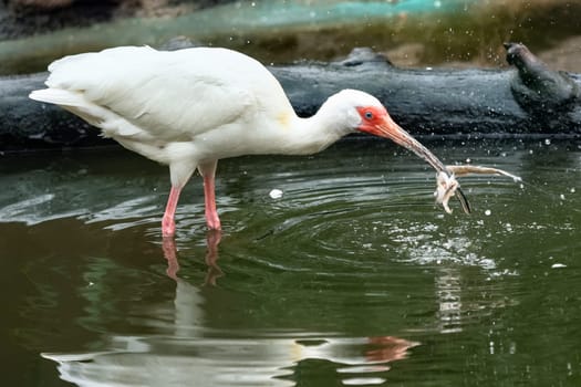 Wading bird white Ibis (Eudoctricimus albus) with a big fish in its beak