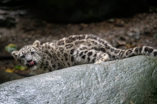 Snow leopard cub (Panthera uncia). Young snow leopard.