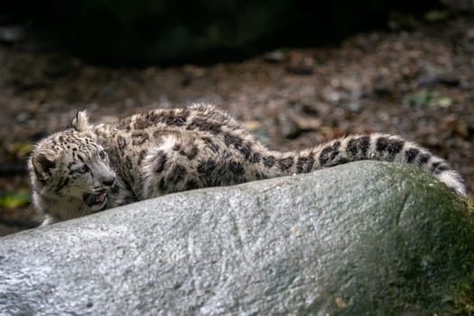 Snow leopard cub (Panthera uncia). Young snow leopard.