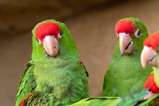 ﻿Group of parrots ( Psittacara frontatus). Green parrots.
