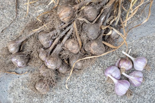 Harvesting garlic in the garden. Dirty garlic dried in bunches. A bunch of garlic heads.