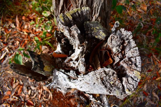 Old Tree Stump