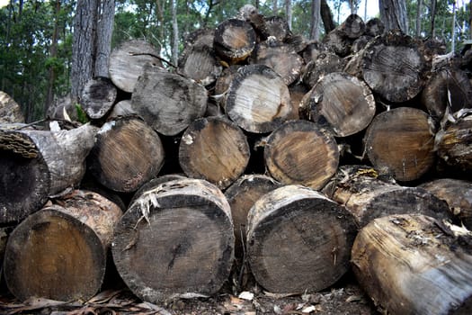 A pile of chopped wood in winter