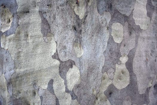 A close up of the trunk of a spotted gum tree