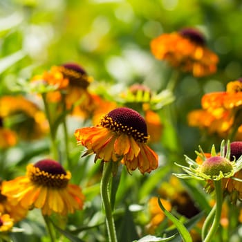 blooming helenium flowers in the garden
