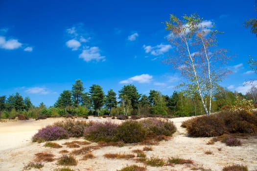 Heathland in National Park Maasduinen in the Netherlands