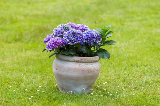 hortensia flowers in a clay pot
