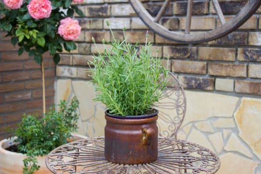 beautiful place in the garden in the mediterranean style, pot with lavender on the table
