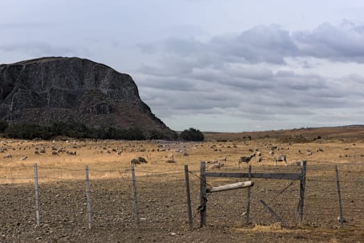 Flock of sheep in a pasture near Puerto Natales in Chile