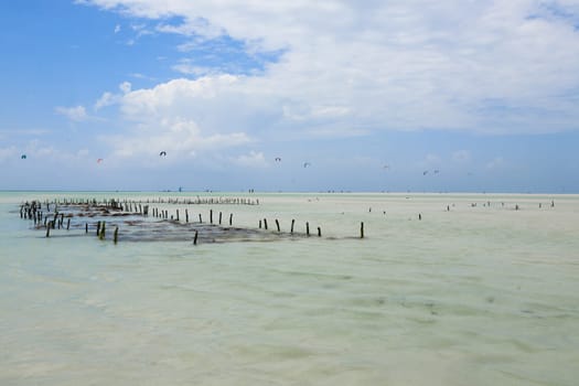 Seaweed cultivation on beach, Zanzibar, Tanzania. Africa panorama. Indian ocean scenery