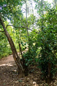 Cinnamon cultivation from Zanzibar, Tanzania. Spices cultivation. Natural food