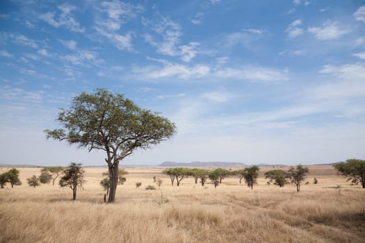 Serengeti National Park landscape, Tanzania, Africa. African panorama