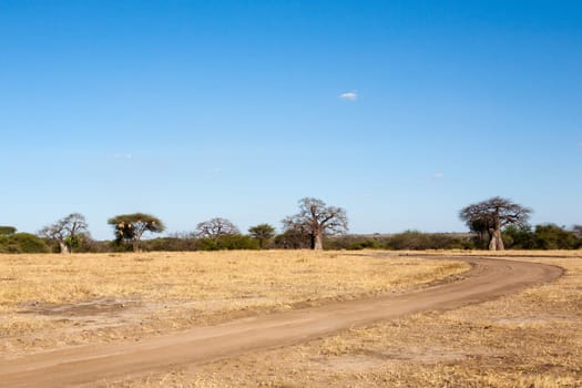 Tarangire National Park panorama, Tanzania, Africa. African safari